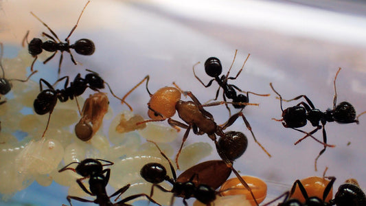 La Diapause chez les Fourmis : Un Mécanisme de Survie Fascinant