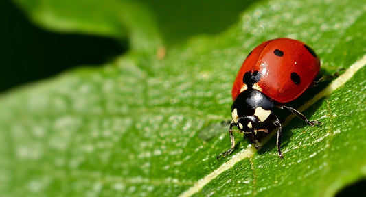 Lutte Biologique : Les Coccinnelles
