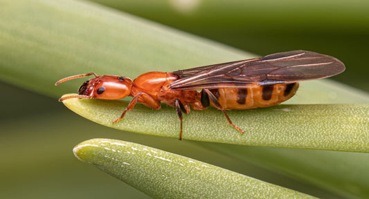 Les castes chez les fourmis : reine, ouvrière et soldat, qui fait quoi ?