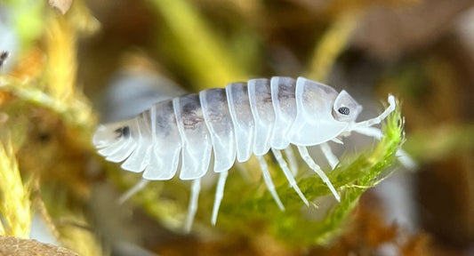 Comment bien débuter l’élevage d’isopodes ?