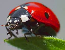 Les Coccinelles