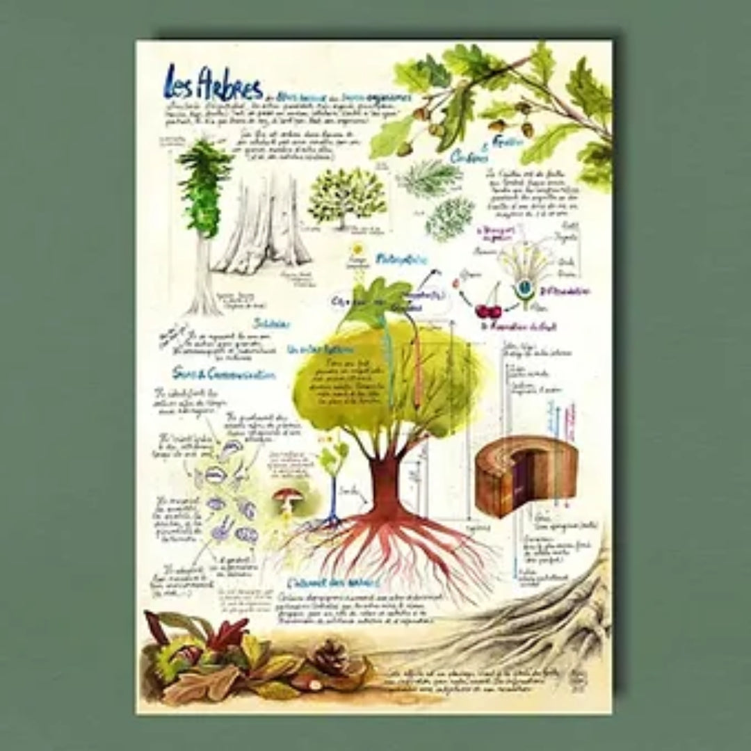 Affiche représentation d'une arbre