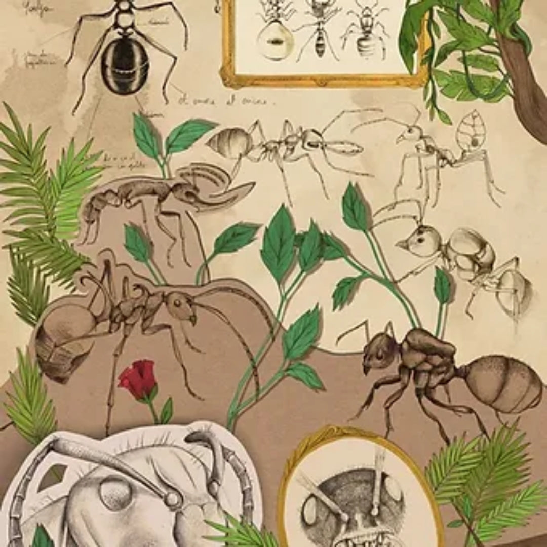 Affiche dessin fourmis