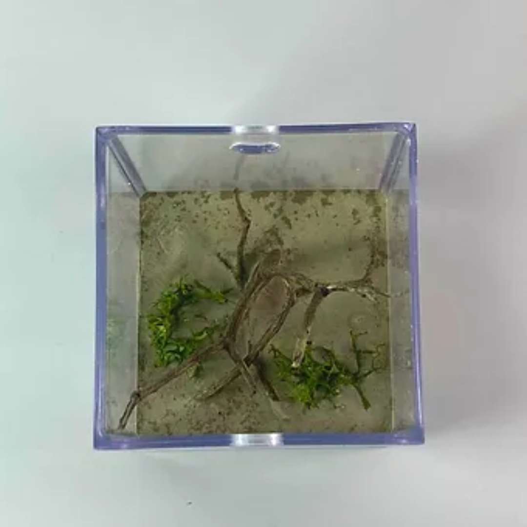 Aire de chasse décoré pour fourmis