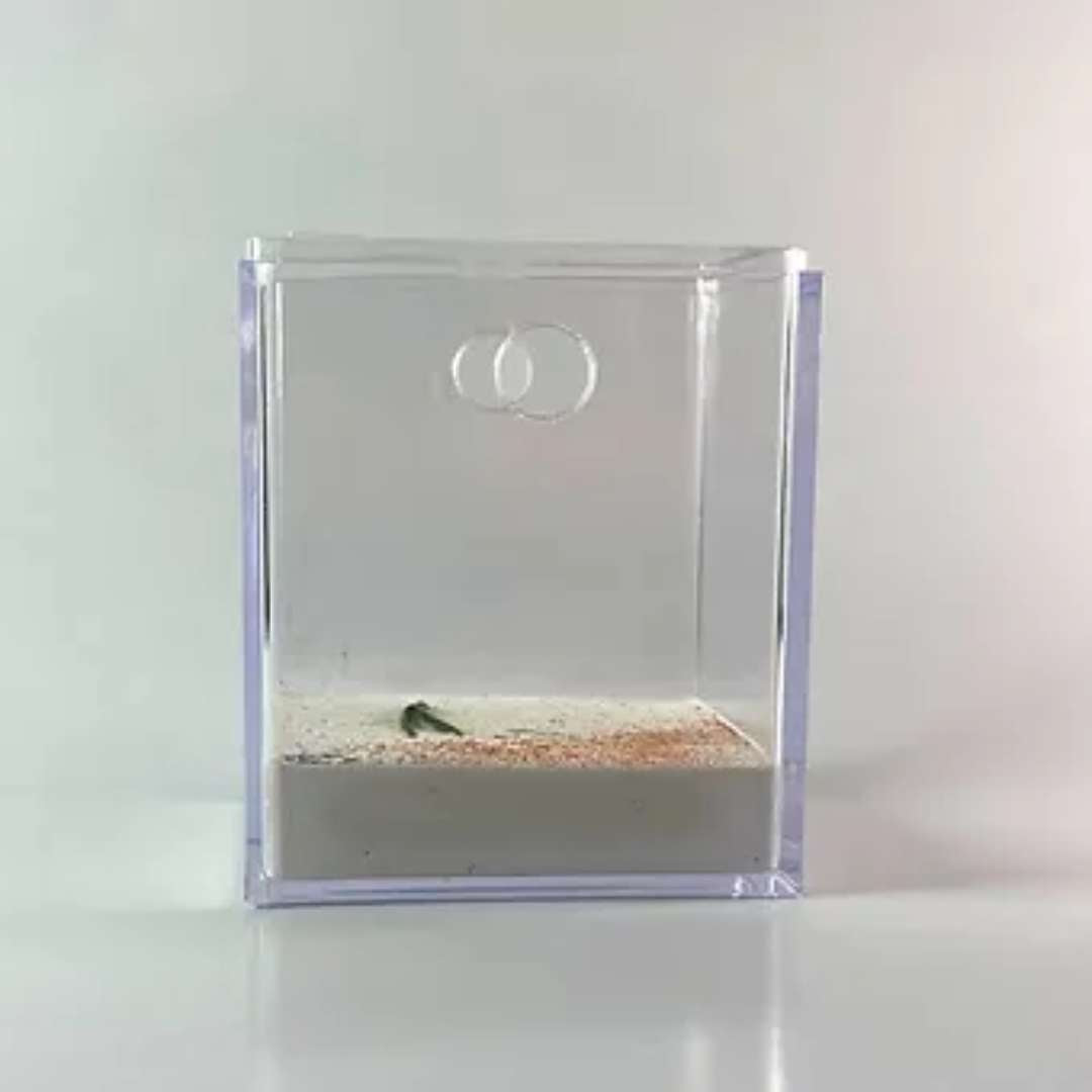Vente aire de chasse pour fourmis