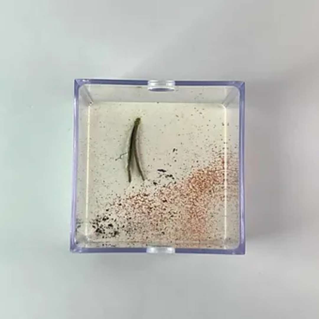 Mini aire de chasse fourmis
