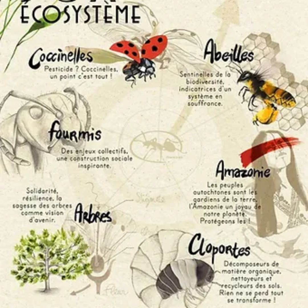Affiche représentant l'écosystème des insectes