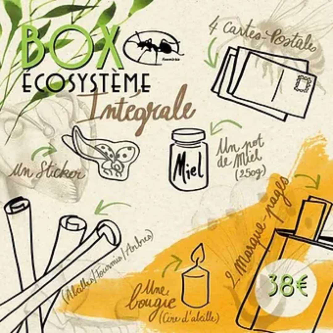 Dessin illustration écosystème insecte
