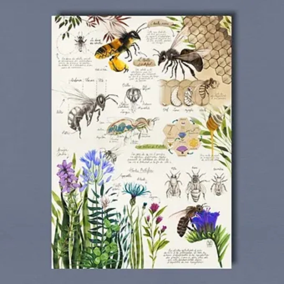 Affiche avec dessin insectes