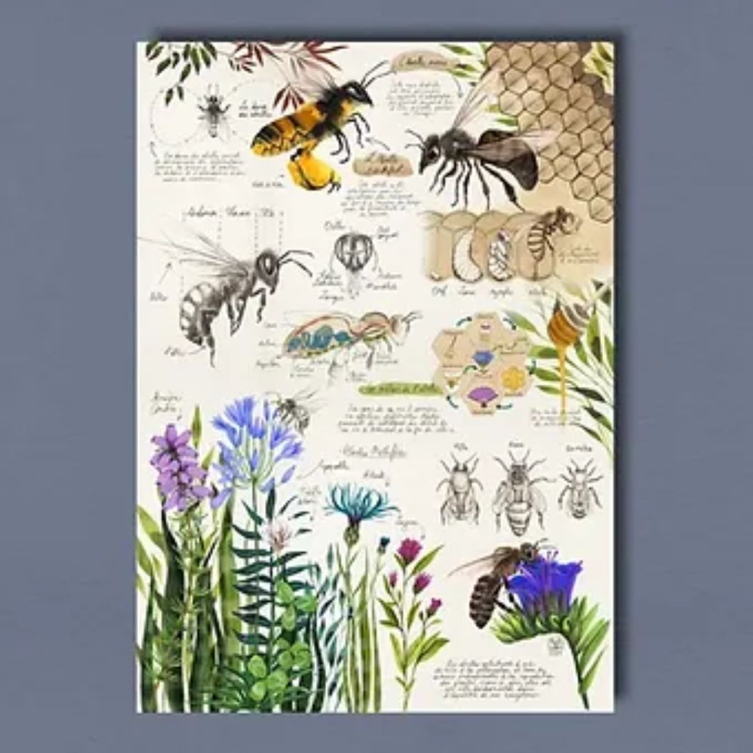 Vente affiche illustrant l'écosystème des insectes