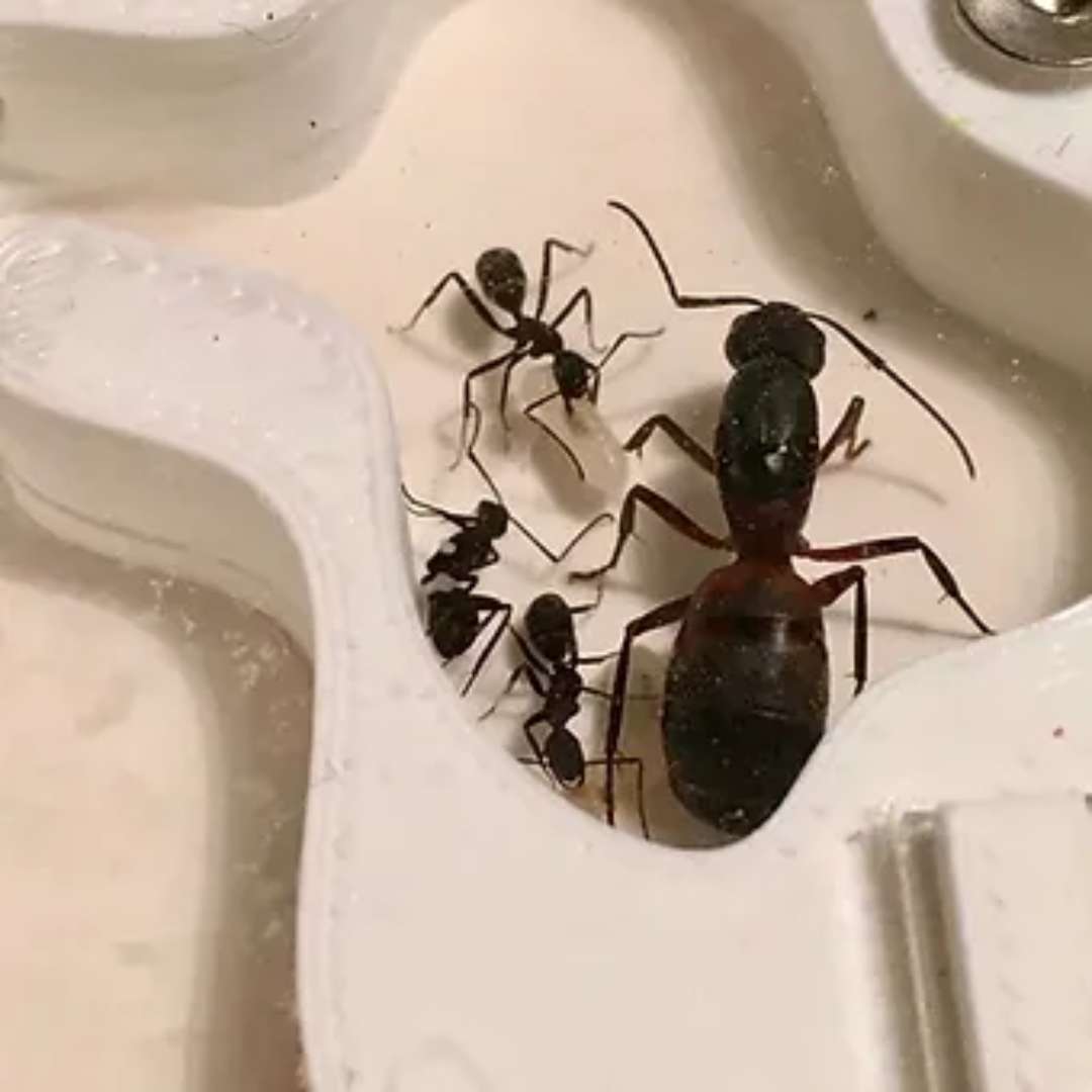 Achat fourmis Camponotus cruentatus