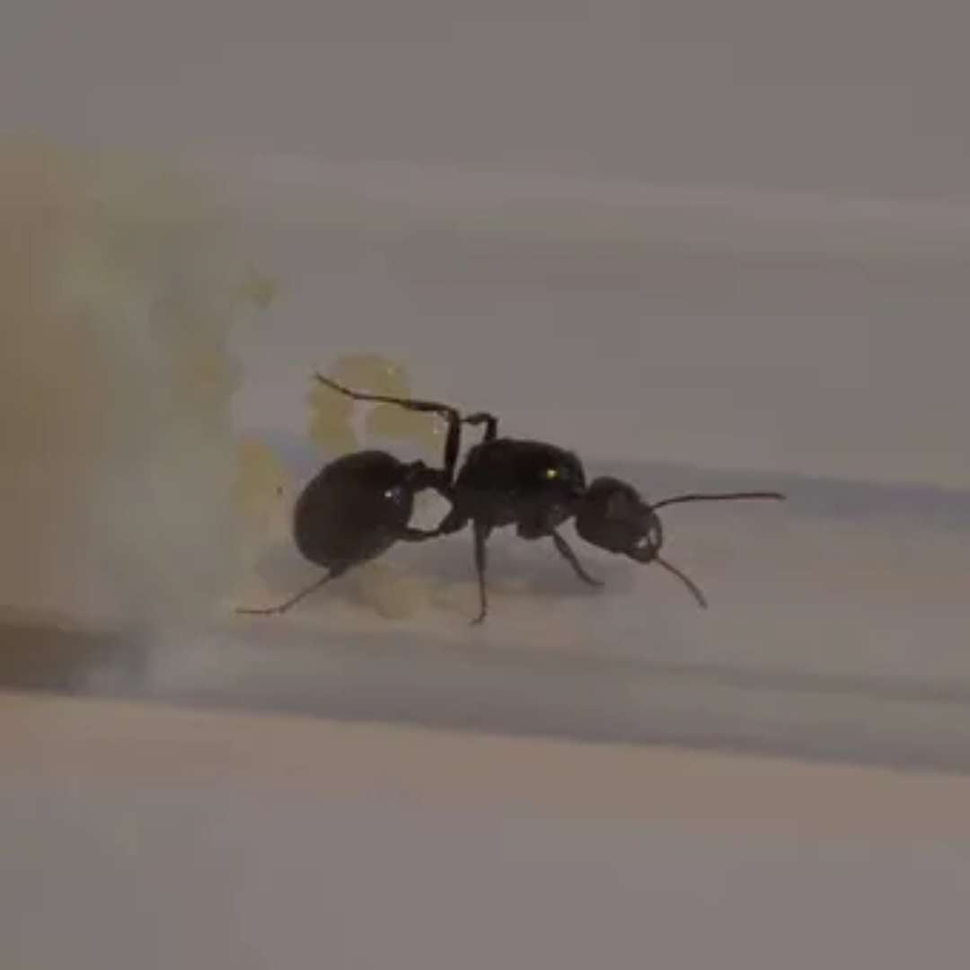 Acheter fourmis Messor barbarus