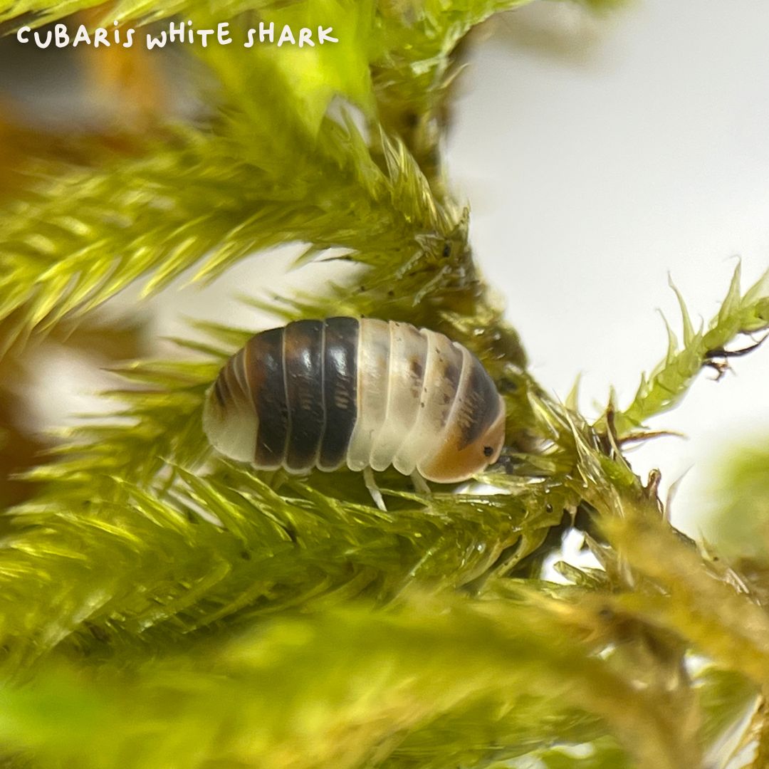 Cloportes - Cubaris White Shark