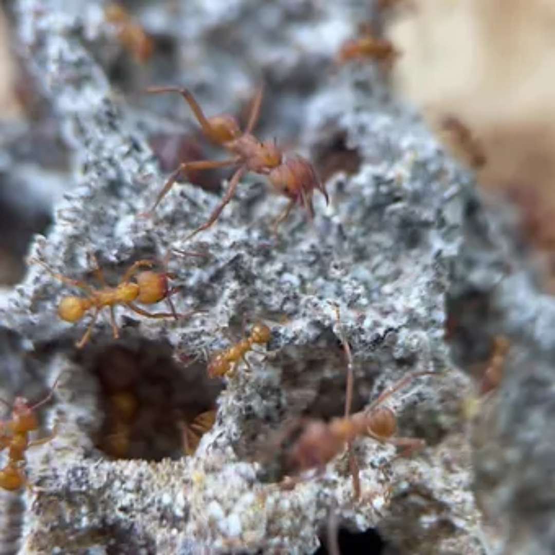 Acheter une colonie de fourmis Acromyrmex octospinosus