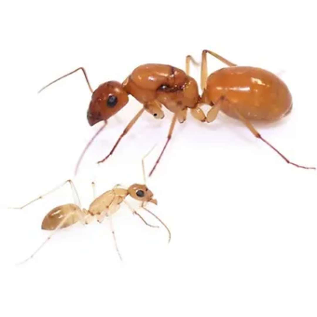 Fourmis en vente Camponotus fedtschenkoi