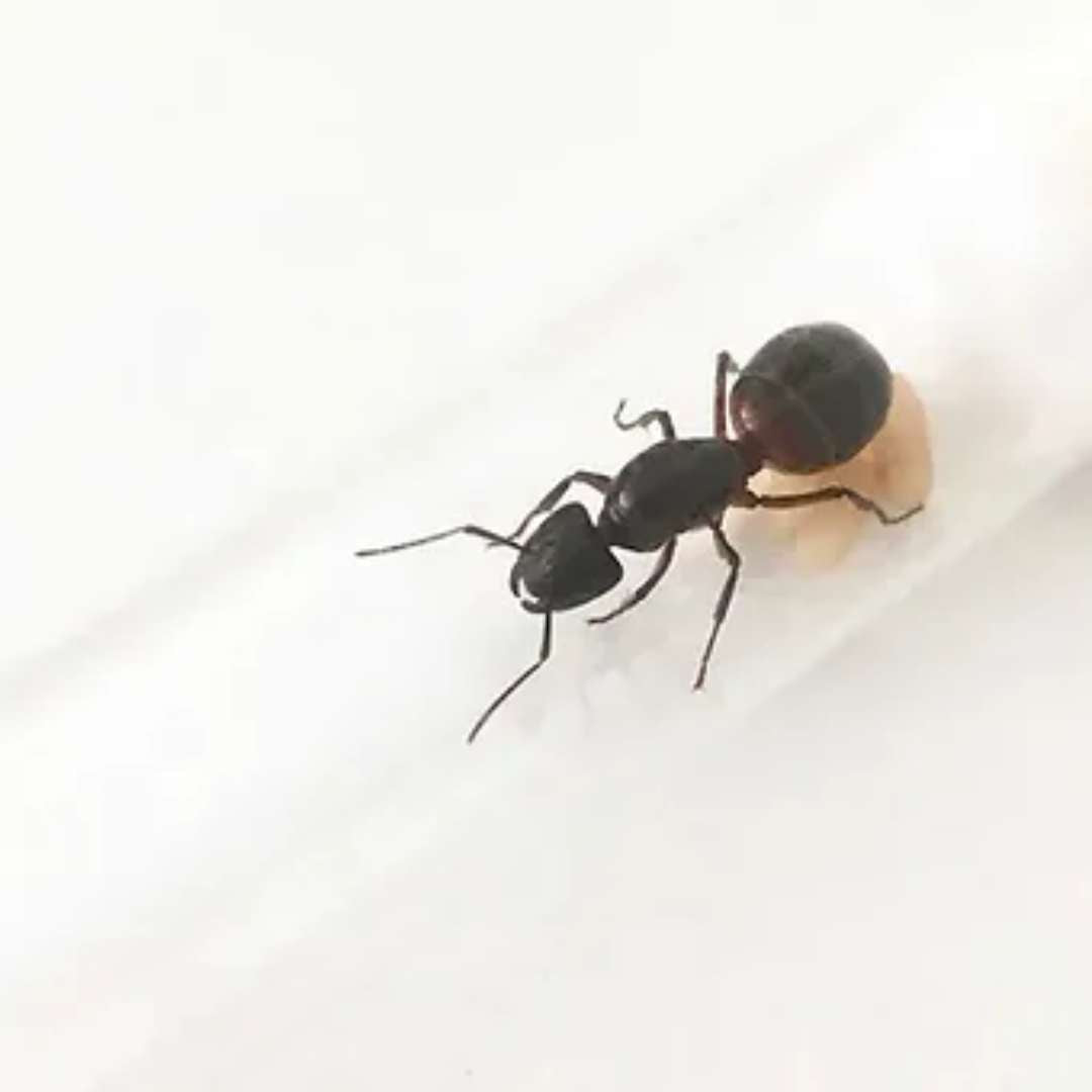 Fourmis Camponotus ligniperda en vente