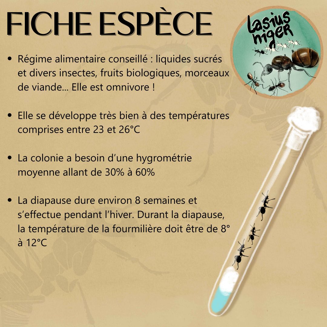 Vente colonie Lasius Niger