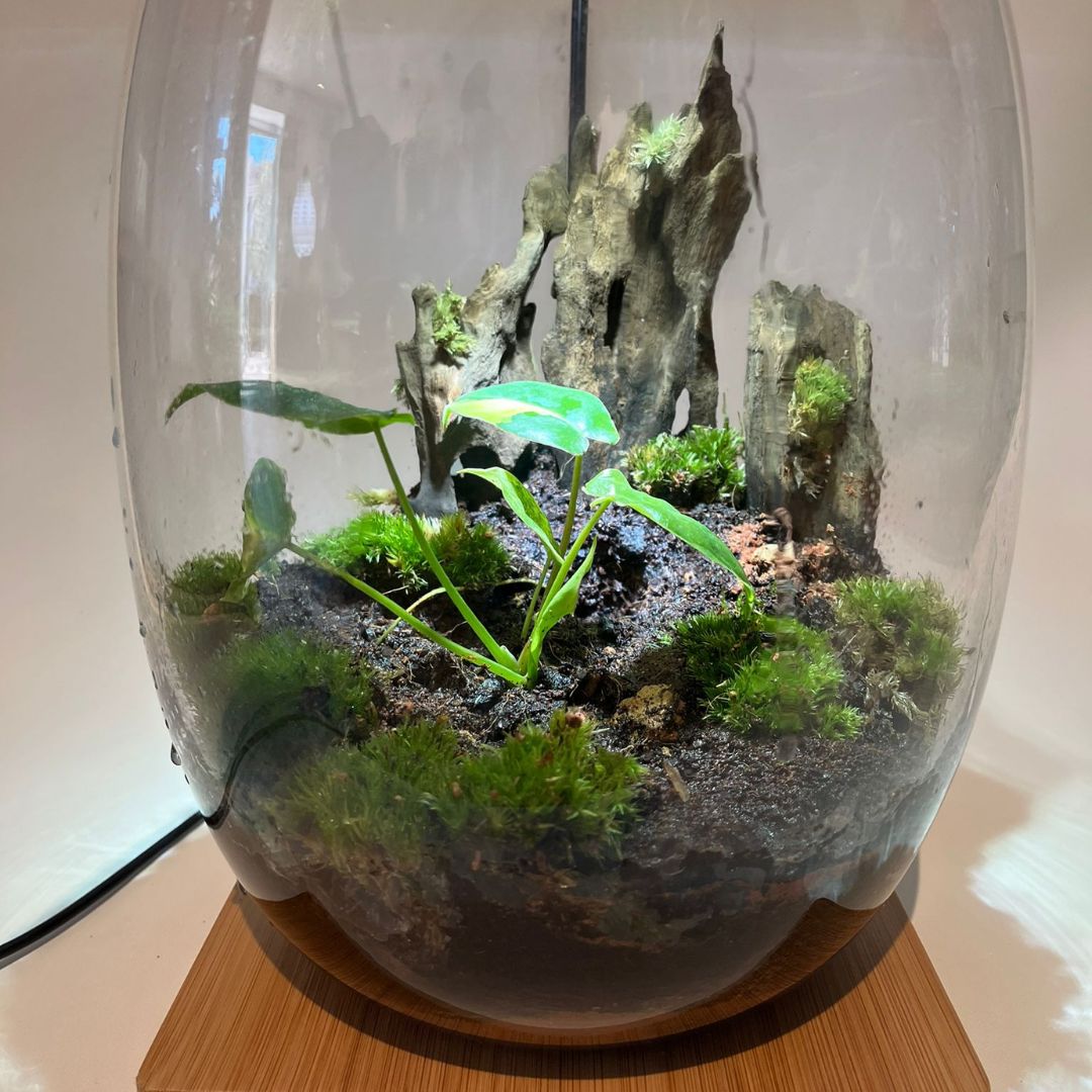 Terrarium bioactif avec plante vivante