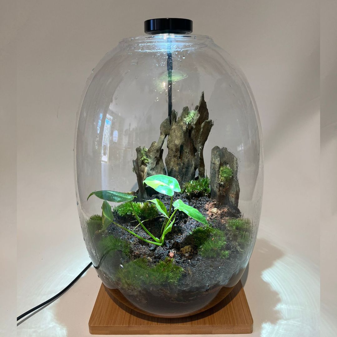 Vivarium décoré avec des plantes vivantes