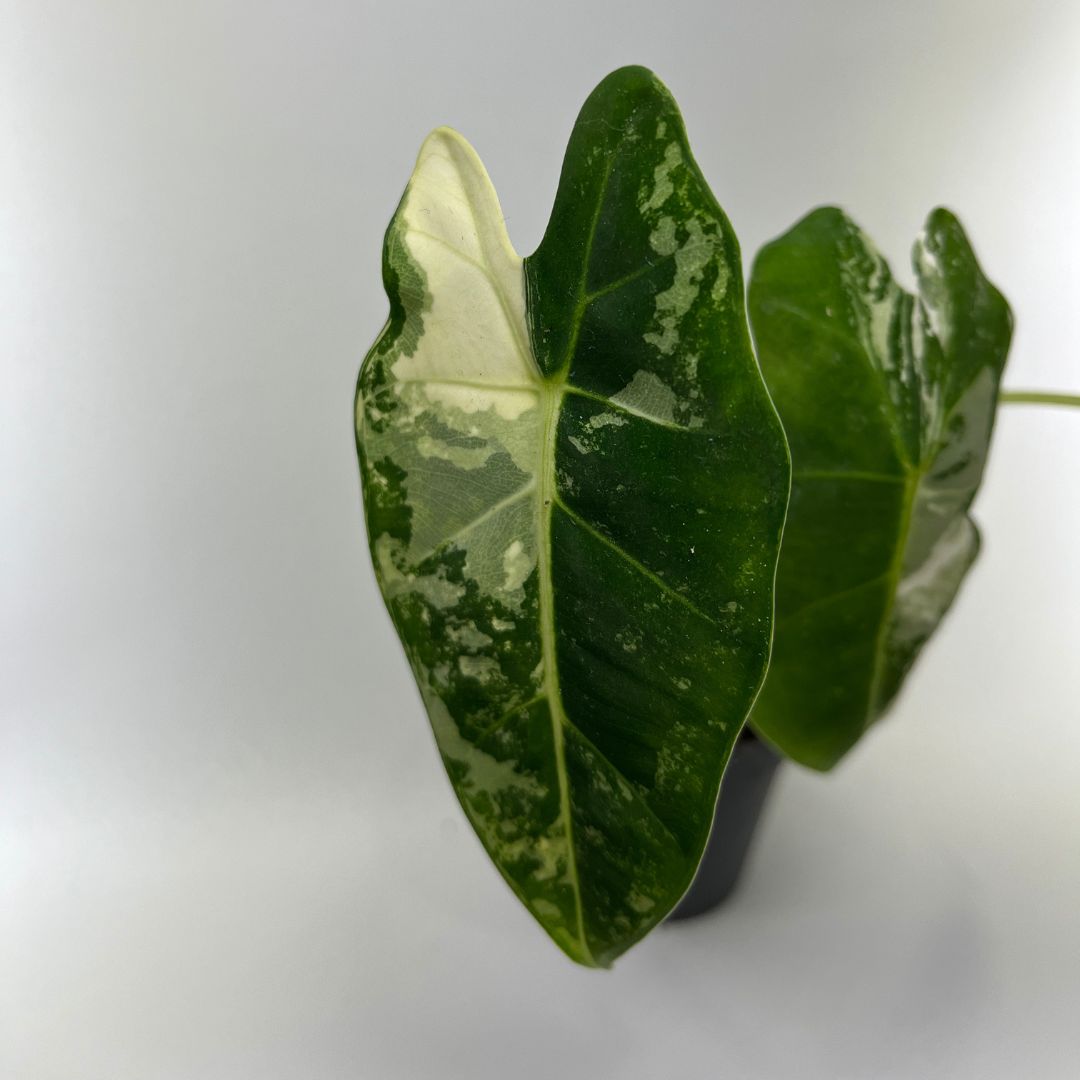 Plante intérieure en vente