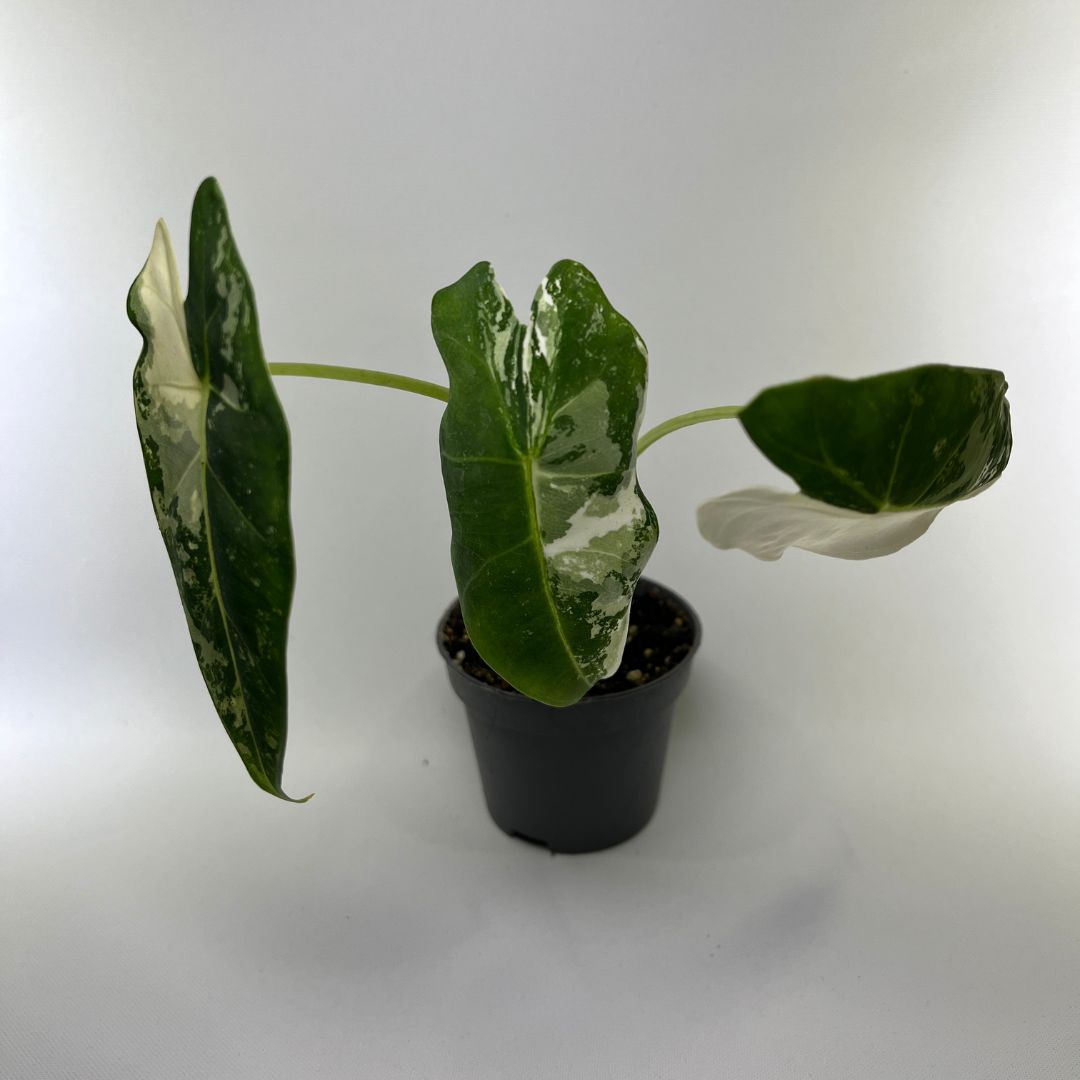 Alocasia frydek variegata