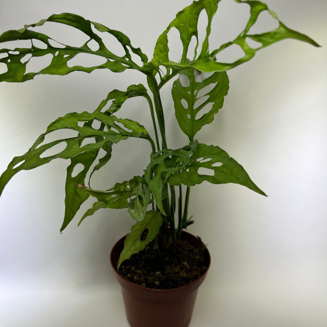 Plante Monstera obliqua Peru en vente