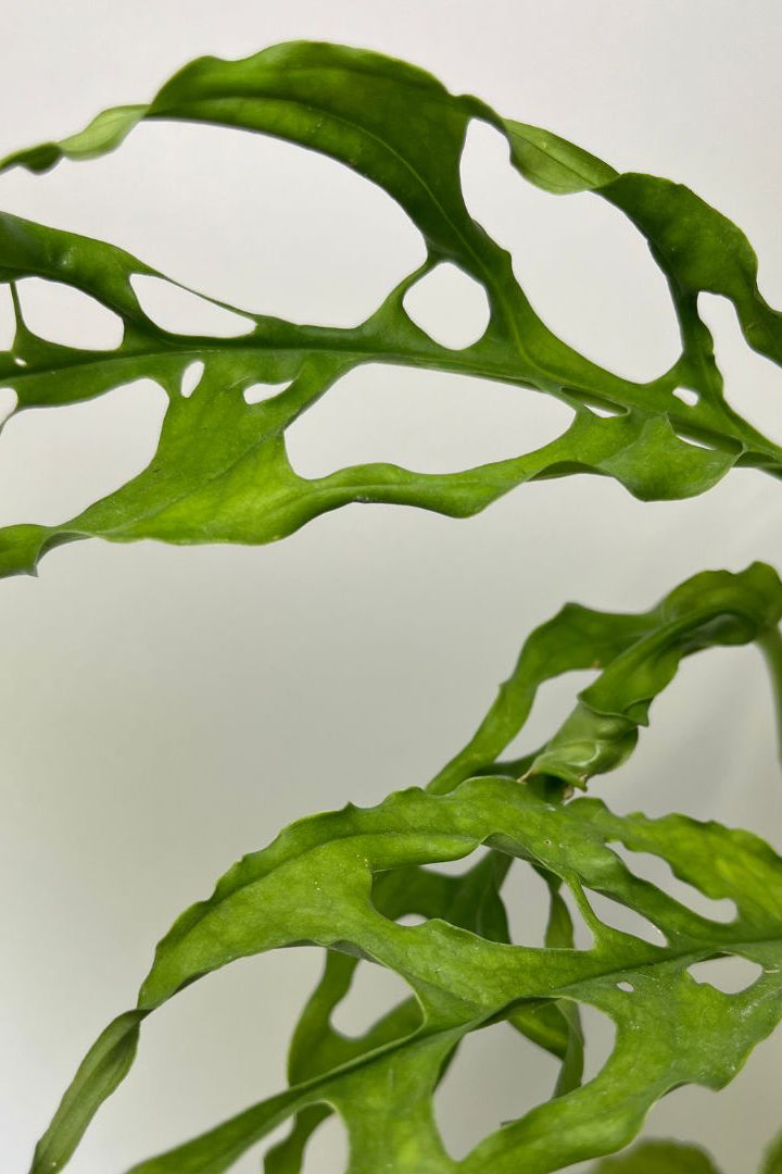 Monstera obliqua Peru en vente