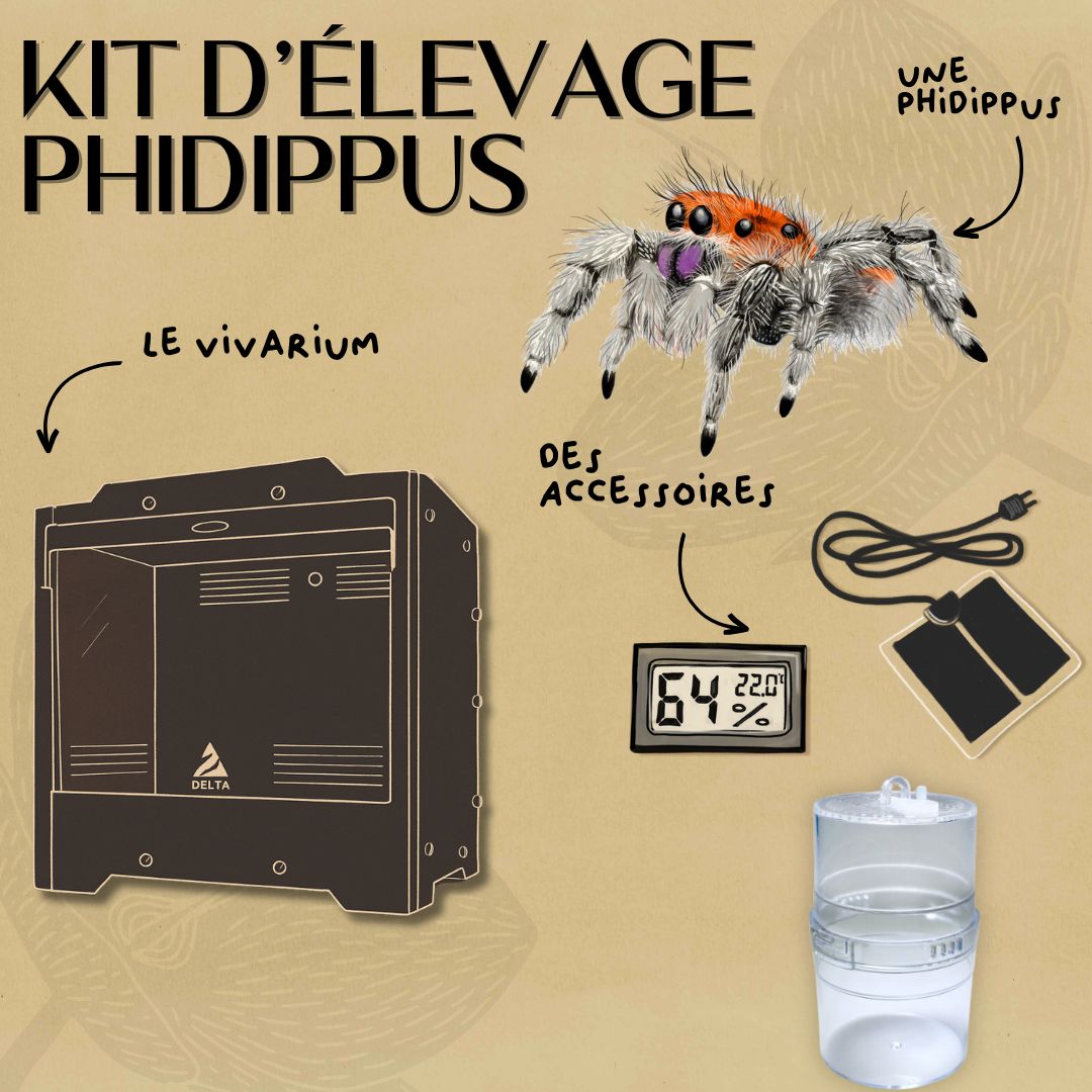 Kit complet Phidippus