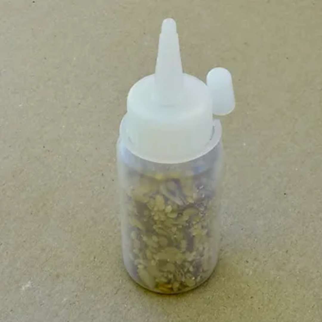 Mélange de graines pour Messor