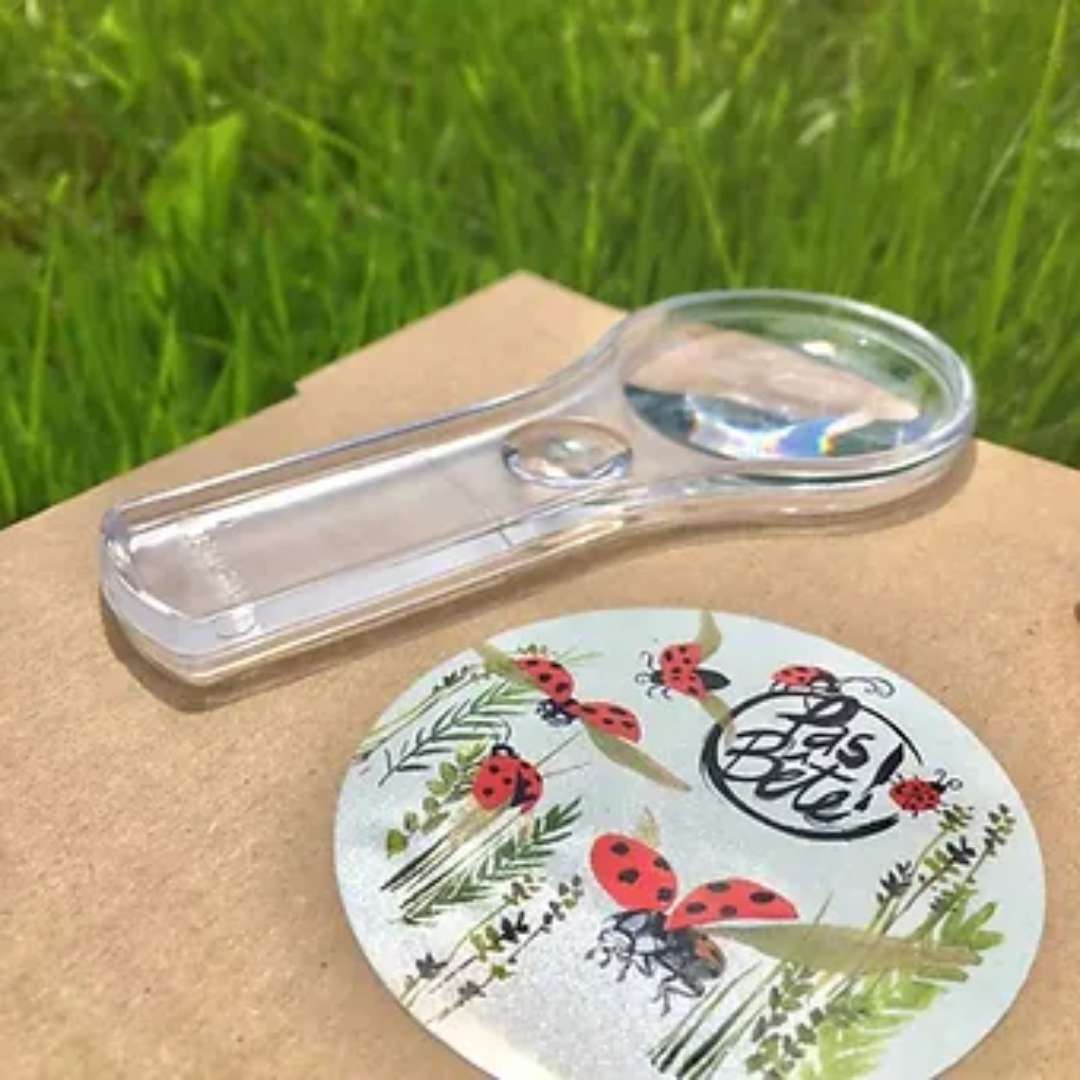Accessoire pour élevage de coccinelles