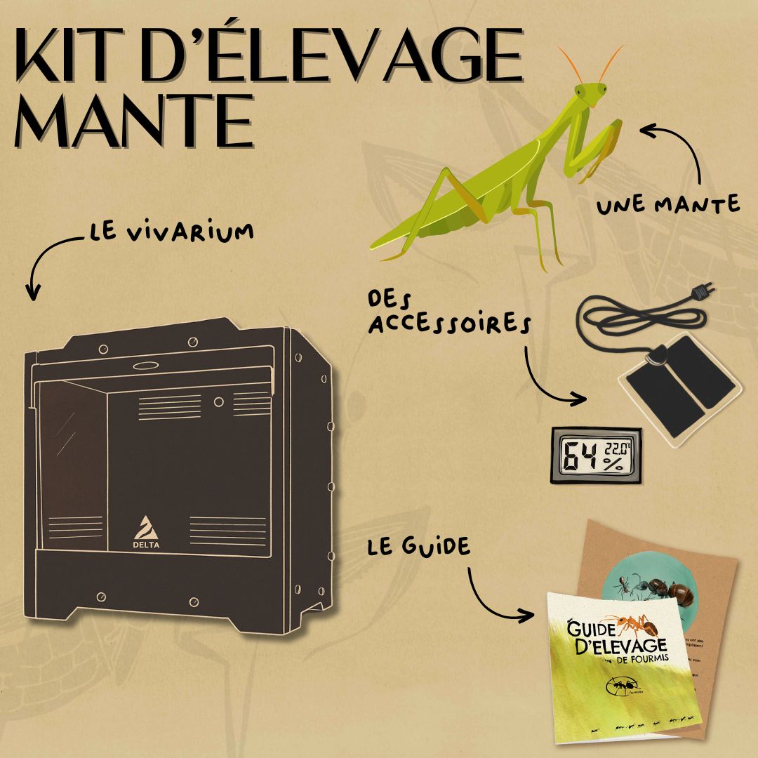 Kit d'élevage de mante