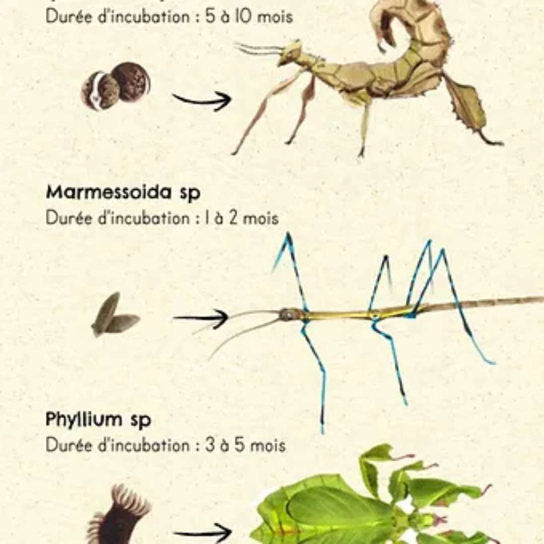Kit d'incubation d'œufs de phasmes en vente