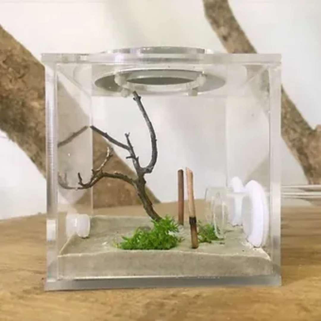 Kit basique délevage fourmis
