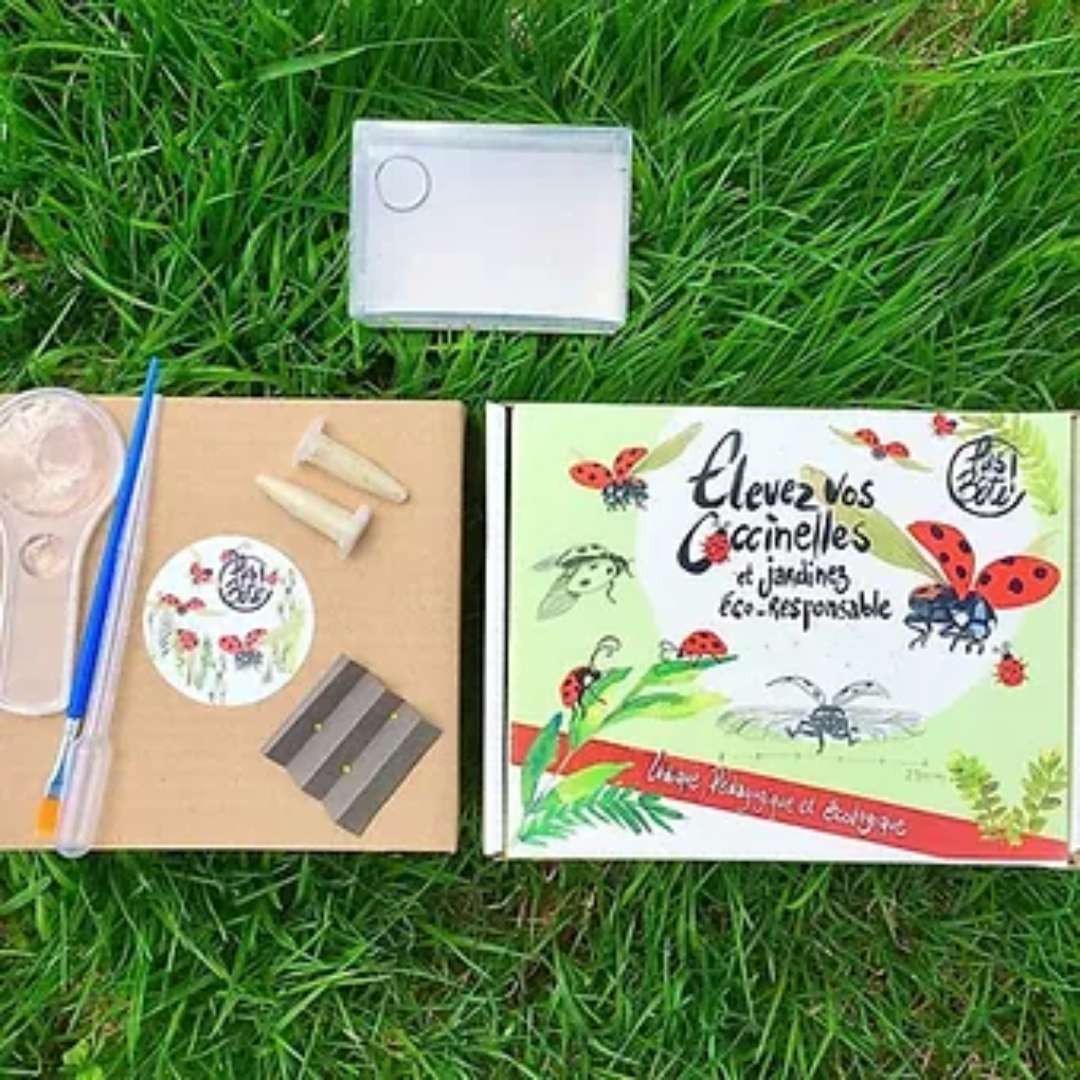 Vente kit d'élevage coccinelles