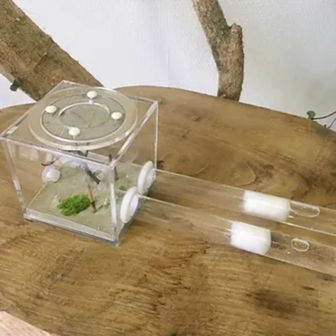 Kit d'élevage fourmis pour débutant