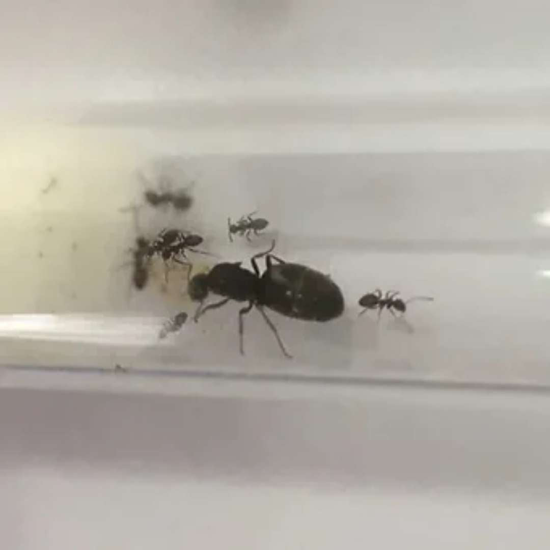 Colonie fourmis Lasius Niger