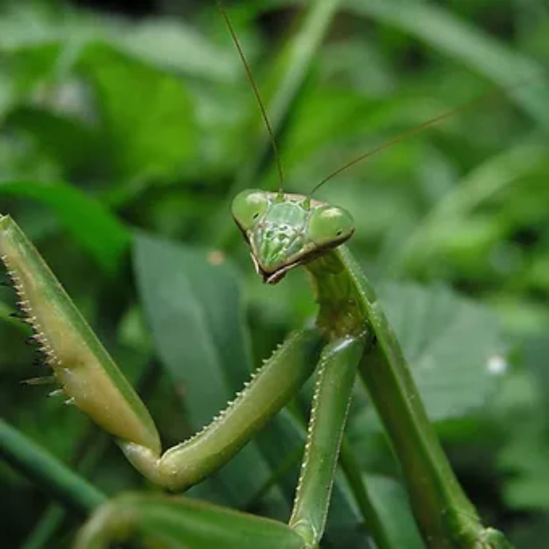 Vente mante religieuseSphodromantis lineola