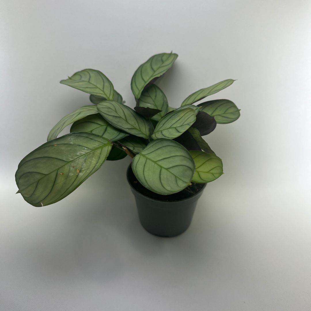 Plante pour terrarium