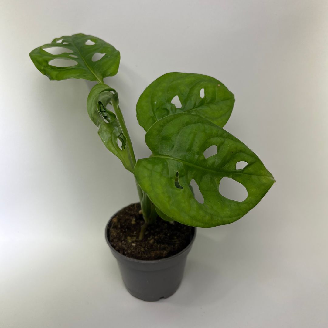 Monstera pour terrarium