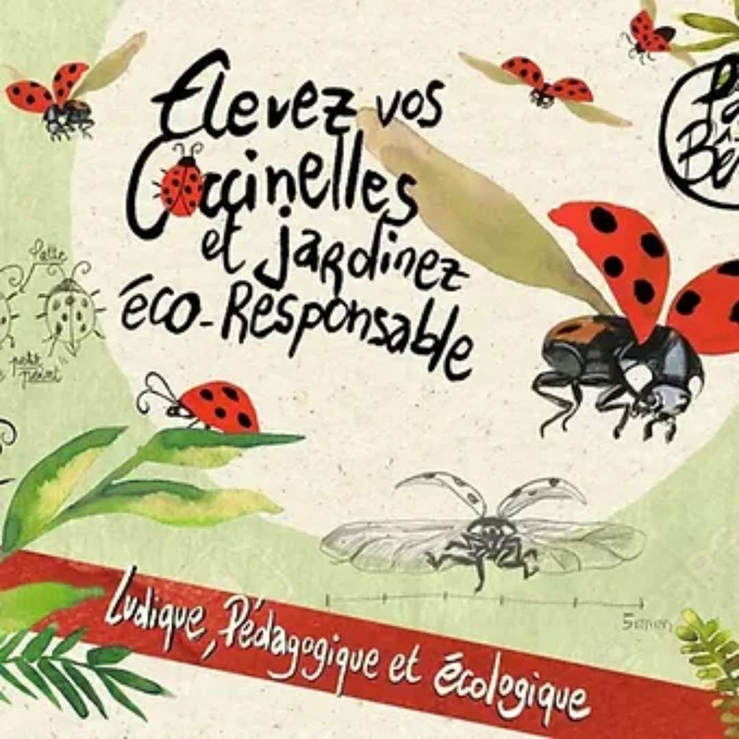 Coccinelle et kit d'élevage