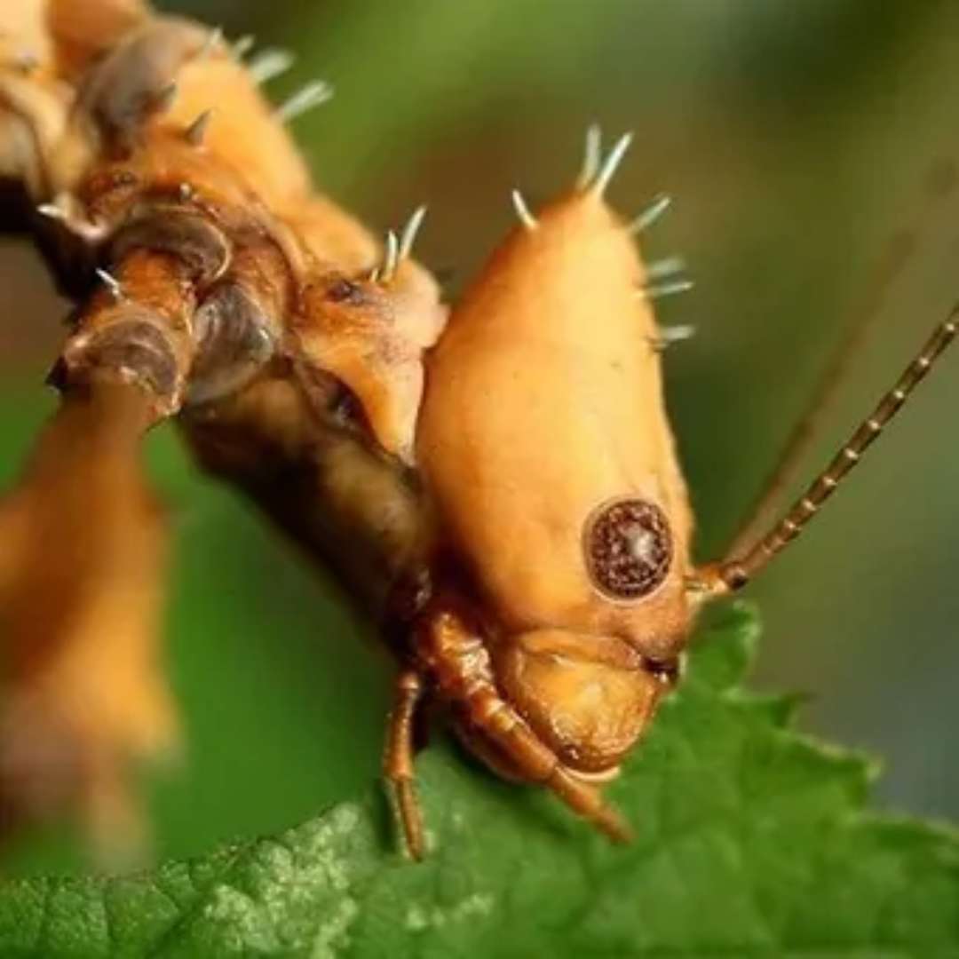 Acheter Phasme scorpion Extatosoma tiaratum