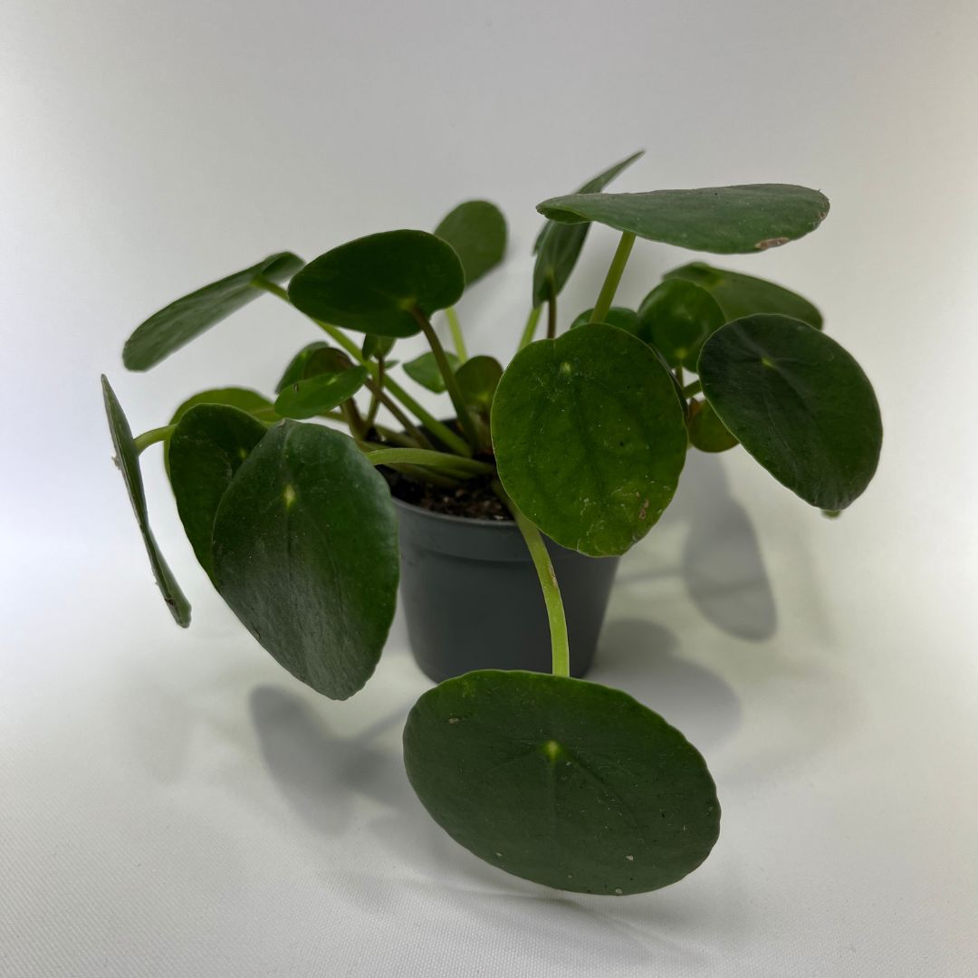 Terrarium décoré avec Pileapeperomioides