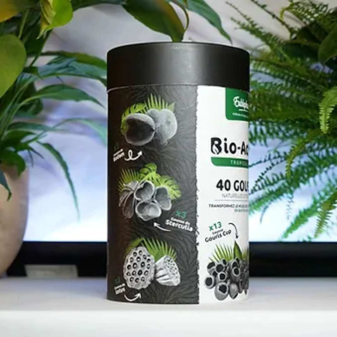 Gousses pour décoration terrarium