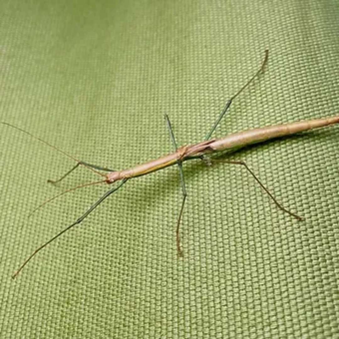 Lot de phasmes Marmessoida en vente