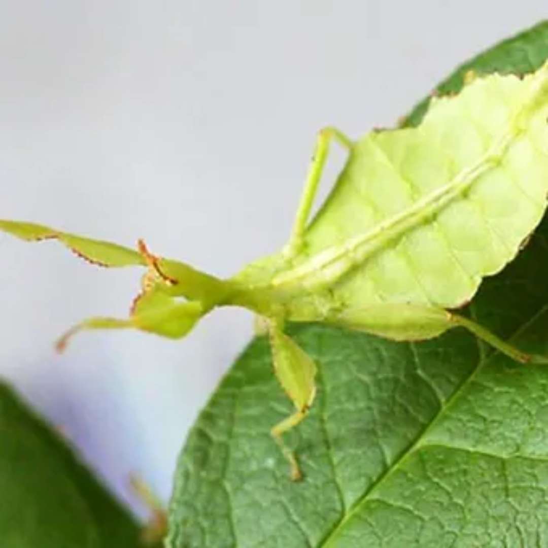 Phasme feuille Phu=yllium philippinicum