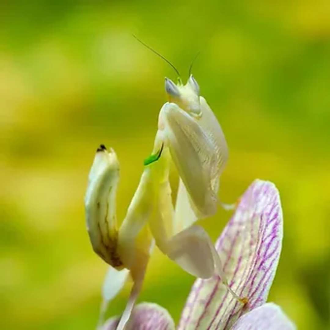 Vente Mantes Orchidée - Hymenopus coronatus