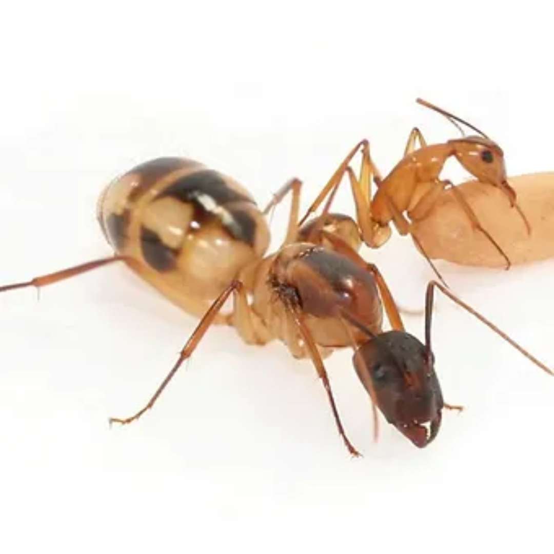 Colonie Camponotus Maculatus en vente