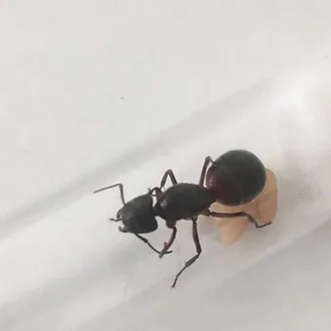 Acheter fourmis Camponotus ligniperda
