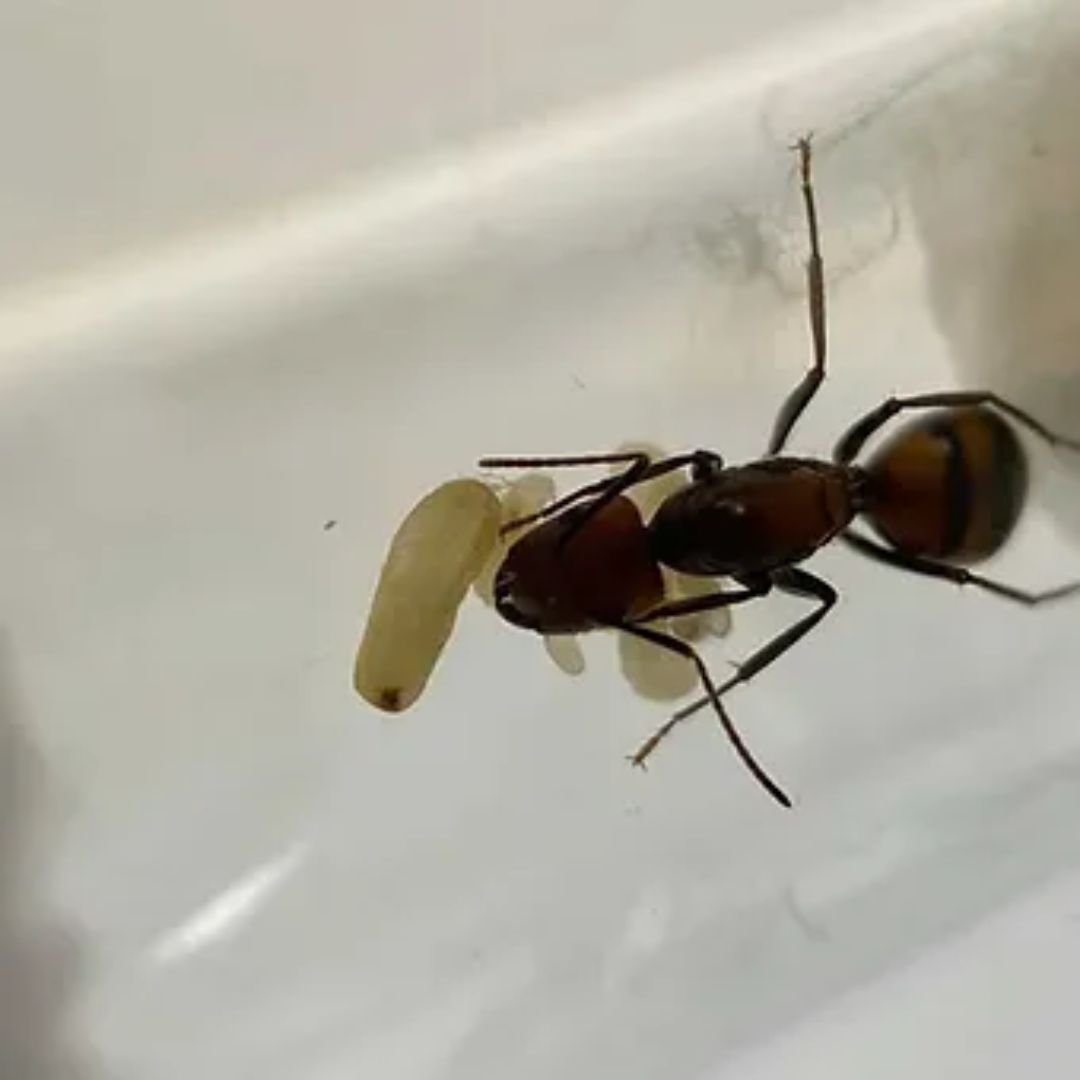 Elevage Fourmis Camponotus nicobarensis