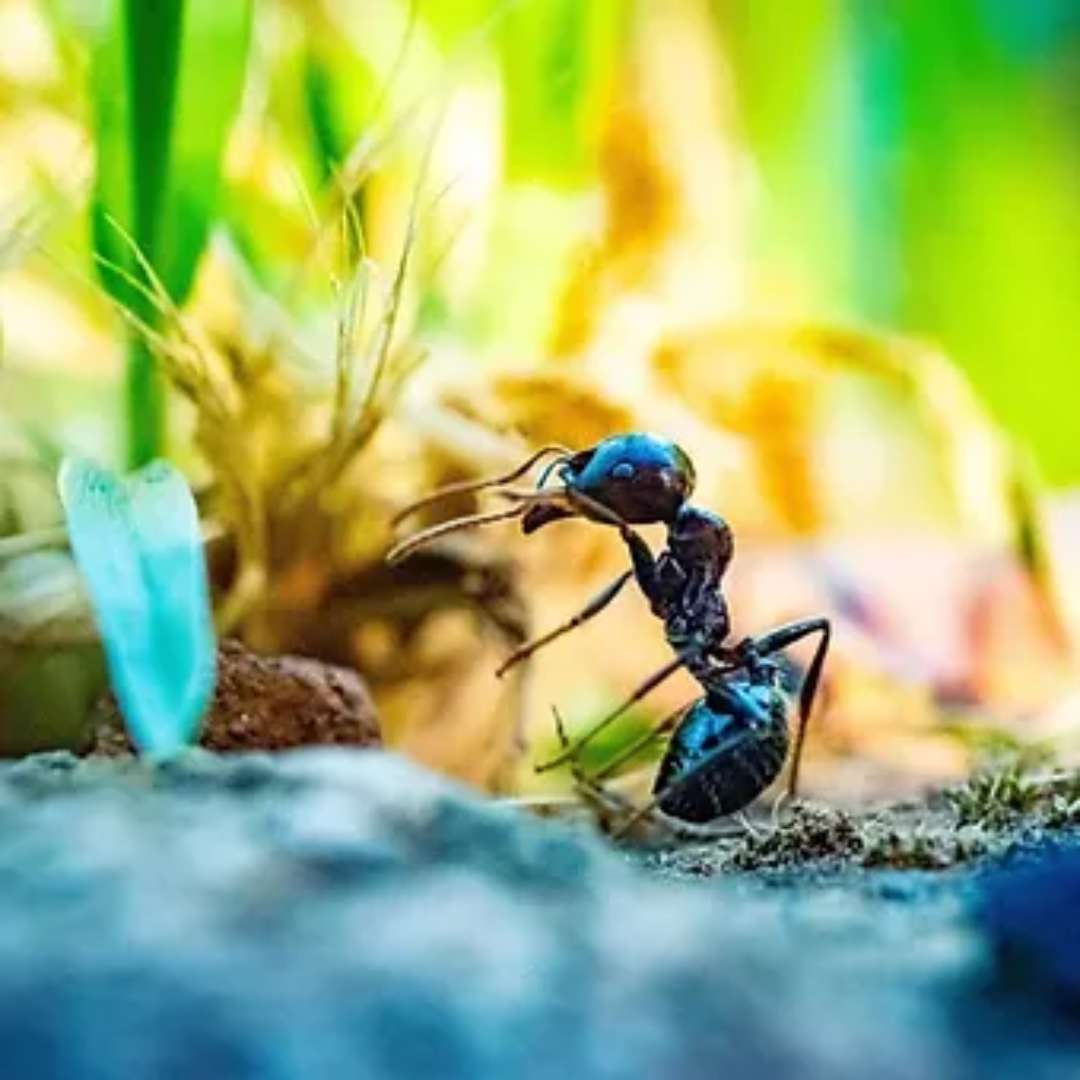 Vente colonie fourmis Messor Barbarus